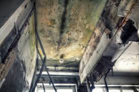 Why You Should Choose Our Mold Remediation Services in Oquawka, IL